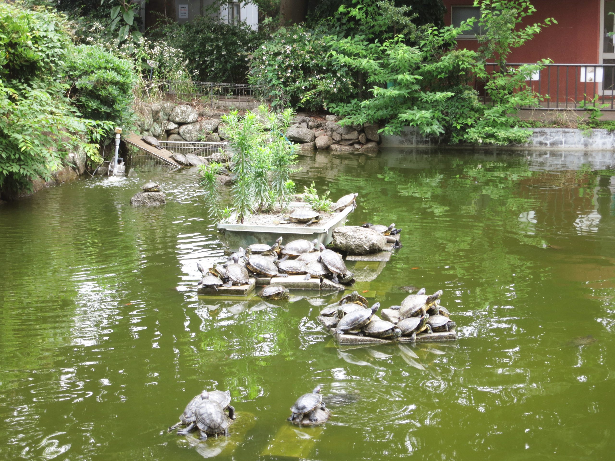 かめさん天国 - 株式会社けやき出版